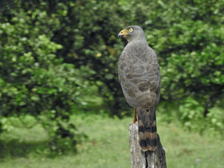Roadside Hawk 1