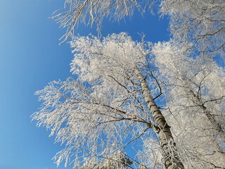 Korony drzew pokryte lodem na tle błękitnego nieba