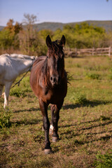 Obraz premium two horses, one white and one brown, standing on the green meadow in the sun. Equus caballus animals in the backyard at the farm near the forest