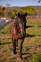 Fototapeta premium two horses, one white and one brown, standing on the green meadow in the sun. Equus caballus animals in the backyard at the farm near the forest