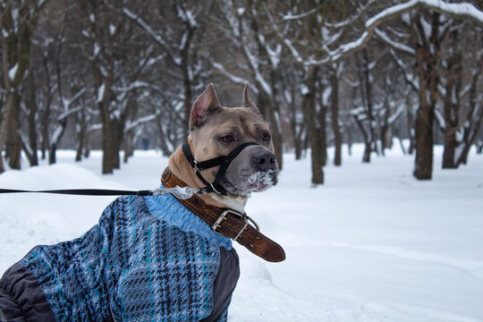 American staford terrier looking in winter snow. Dog looks toward to photo camera.