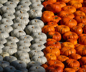 rows of pumpkins