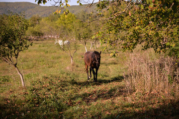 a young brown horse in the green field near the forest. Equus caballus animal at the farm in the backyard