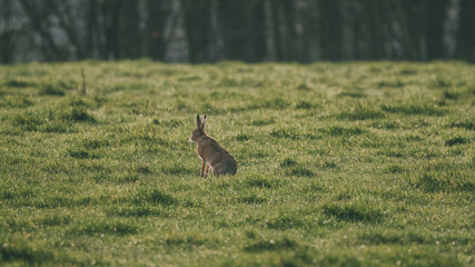 Hare in the grass running from predators