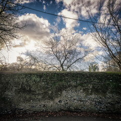 Bare Branches and Ancient Wall in Irish Countryside