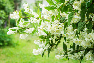 Fototapeta premium Jasmine flowers. White spring flowers bush 