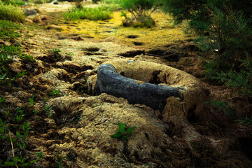 Old tires from the car overgrown with moss. Tires abandoned in the  seaside