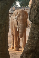 ELEFANTE ADULTO VISTO DE FRENTE

