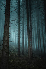 Mystic moody forest view with heavy fog and dark mysterious vibes. Foggy and misty nature scenery of a pine forest. Harz National Park in Germany