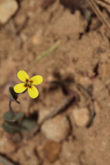 yellow flower on the ground