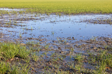 Obraz na płótnie Canvas Dutch agricultural landscape with water pools after a rain shower