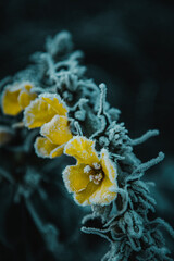 Yellow frozen flower in the winter
