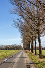 Fototapeta na wymiar Dutch country road in agricultural landscape with bare trees