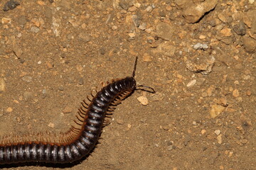 Diplopoda on ground