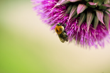 bee on a thistle