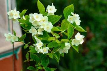 Small white flowers of the shrub. White jasmine flowers.
