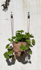 Geranium plant in the pot hanging on the outside wall 