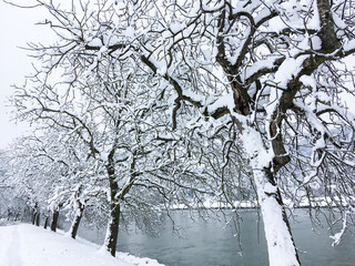 winter landscape - snowy trees on river banks