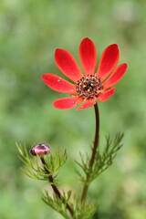 Adonis flower in nature.