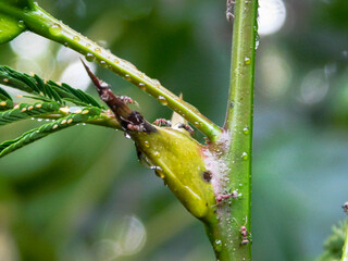 Hormigas en una planta 