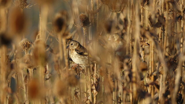 European Golfinch young among thistles