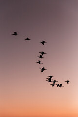 birds on sunset 