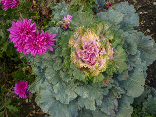 pink and green decorative cabbage