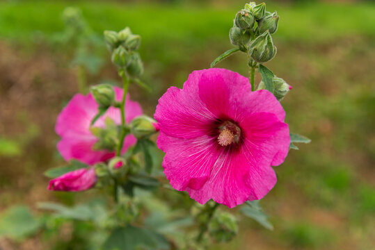 pink flower with green field background