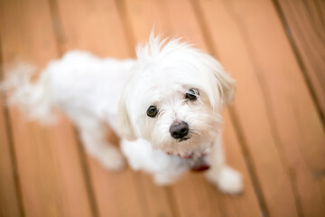 A scruffy white Maltese dog looking up at the camera