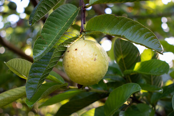 Fruta de guayaba madura, cosecha de fruta