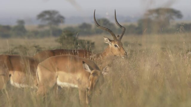 Male and female impala in herd on savannah in Nairobi national park Kenya
