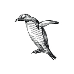 Hand drawn sketch of penguin trying to fly a white background. Penguin bird. Madagascar penguins