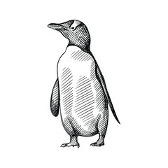 Hand drawn sketch of penguin  on a white background. Penguin bird. Madagascar penguins
