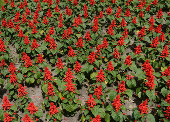 Obraz premium Many Salvia flowers on flower bed as natural background.