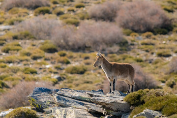 Cabra montés en Sierra Nevada - Granada, España