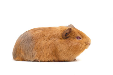 guinea pig on the white background