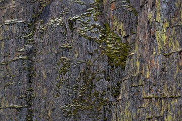 Closeup of a mossy rock face
