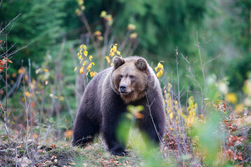 Brown bear (Ursus arctos arctos), outdoor in the National Park Bavarian Forest, Germany
