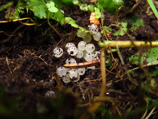 Spider eggs