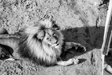 Lion in our zoo in the Czech republic. He is in zoo usti and he is so beautiful one