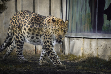 an African leopard roar on something in a zoo. He is nervous.