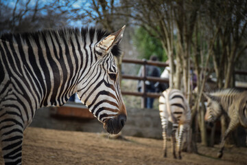 Fototapeta na wymiar A zebra in Safari Zoo in usti. Beautiful kind of zebra.