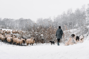 Rear view of shepherd and flock of sheep in winter