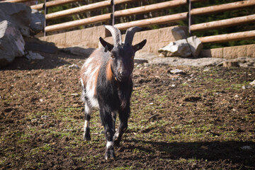 A white and black goat in the farm. Breeding goats for the production of goat cheese.