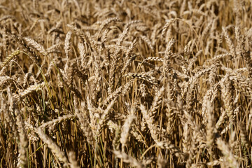 Rye harvest. Ripe ears of rye in the field.