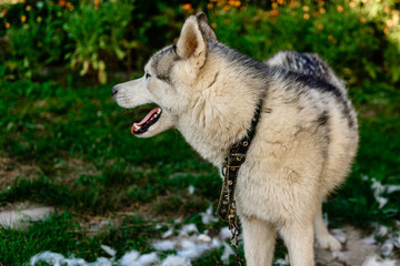 Dog shedding, combing and caring for the dog in the yard.