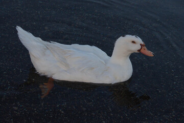 A Curious duck female ( Muscovy ducks  ) swimming and look to camera ,Bracciano Lake ,Italy