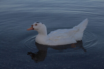 A muscovy duck female with Curious eyes swimming and look to camera ,Bracciano Lake ,Italy