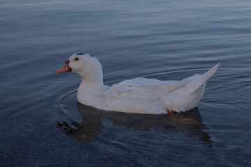 A muscovy duck female with Curious eyes swimming and look to camera ,Bracciano Lake ,Italy