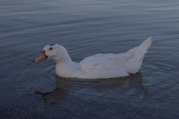 A muscovy duck female with Curious eyes swimming and look to camera ,Bracciano Lake ,Italy
